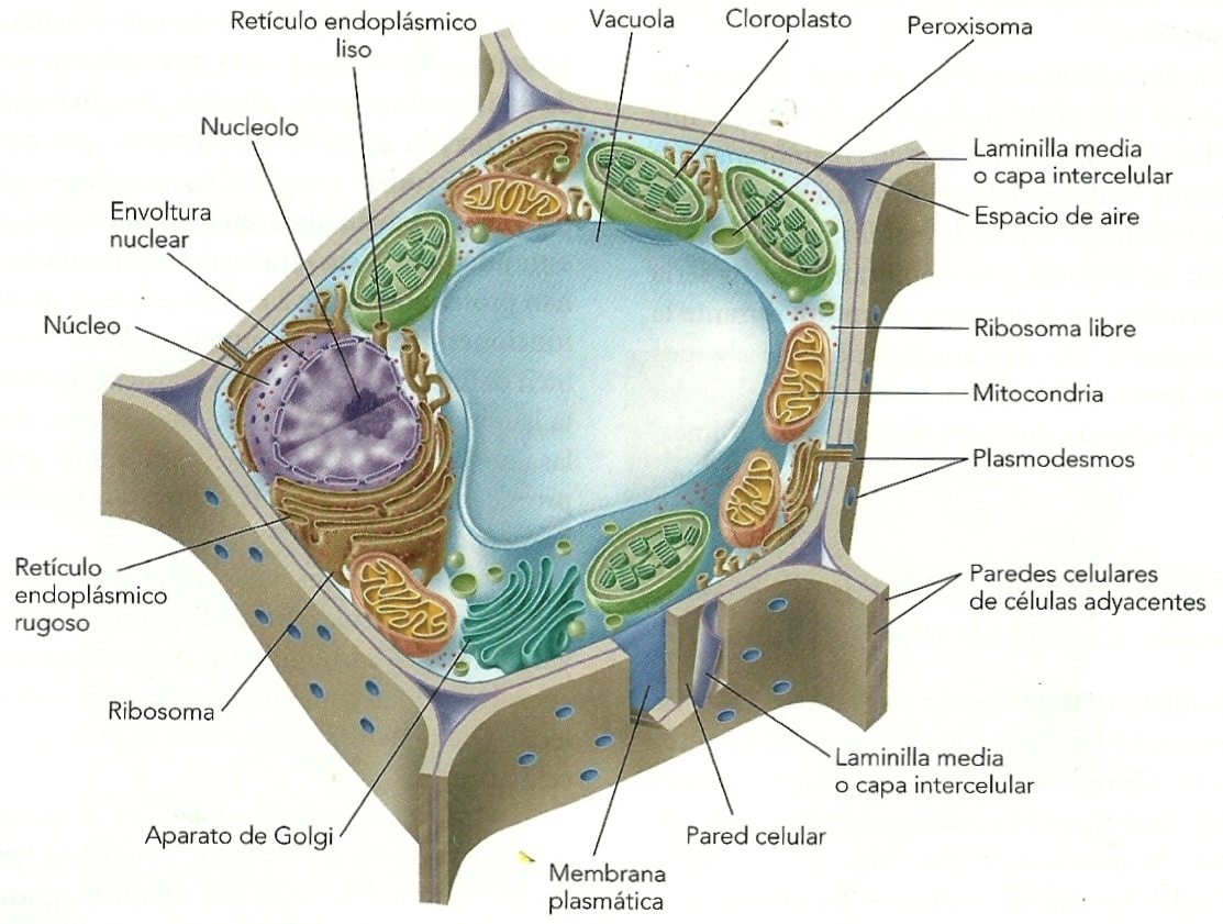 Resultado de imagen de partes de la celula eucariota y sus funciones