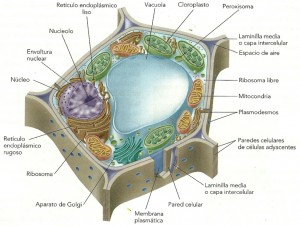 organelos en la célula vegetal