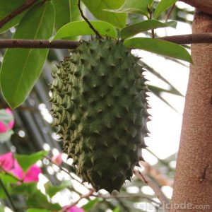 Fruta tropical guanábana
