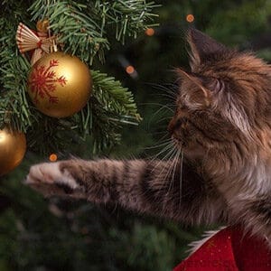 Gato jugando con una esfera de navidad